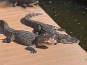 thumbnail_IMG_3902