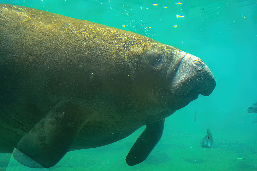 bigstock-Close-Up-Of-Manatee-Feeding-Un-464990115