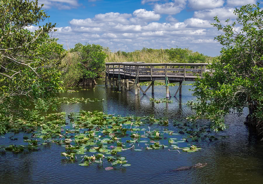 bigstock-Florida-Everglades-Boardwalk-119544038