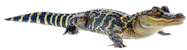 FullBodyAlligatorSilhouettetransparent