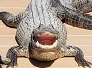 bernieadhj