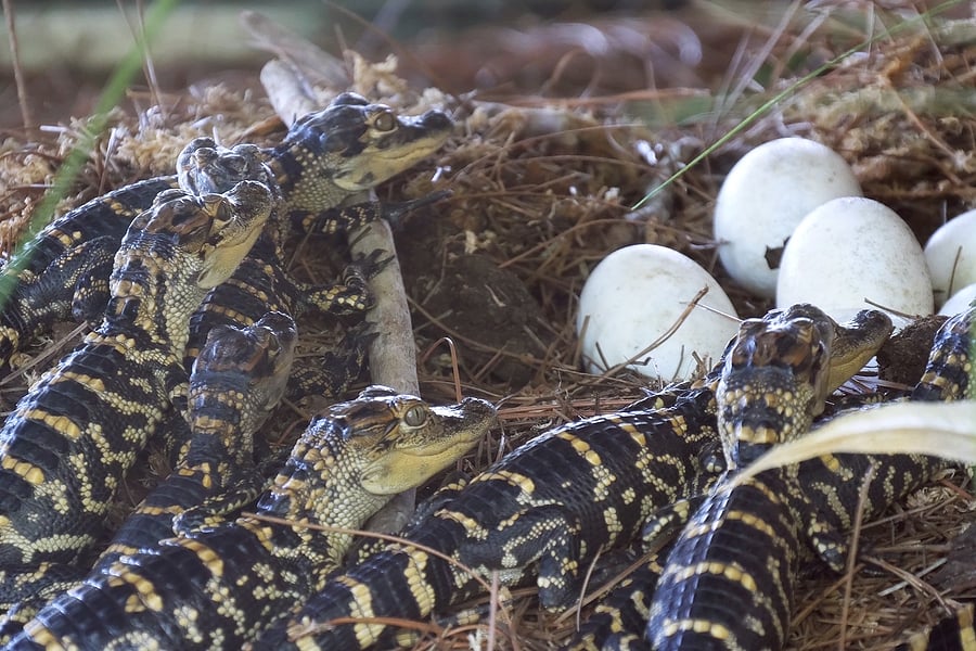 baby alligators