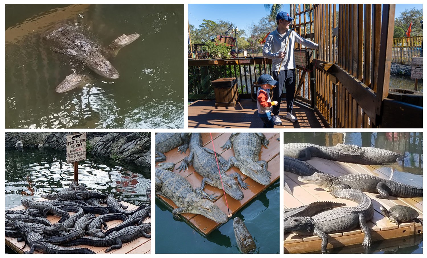 gator composite