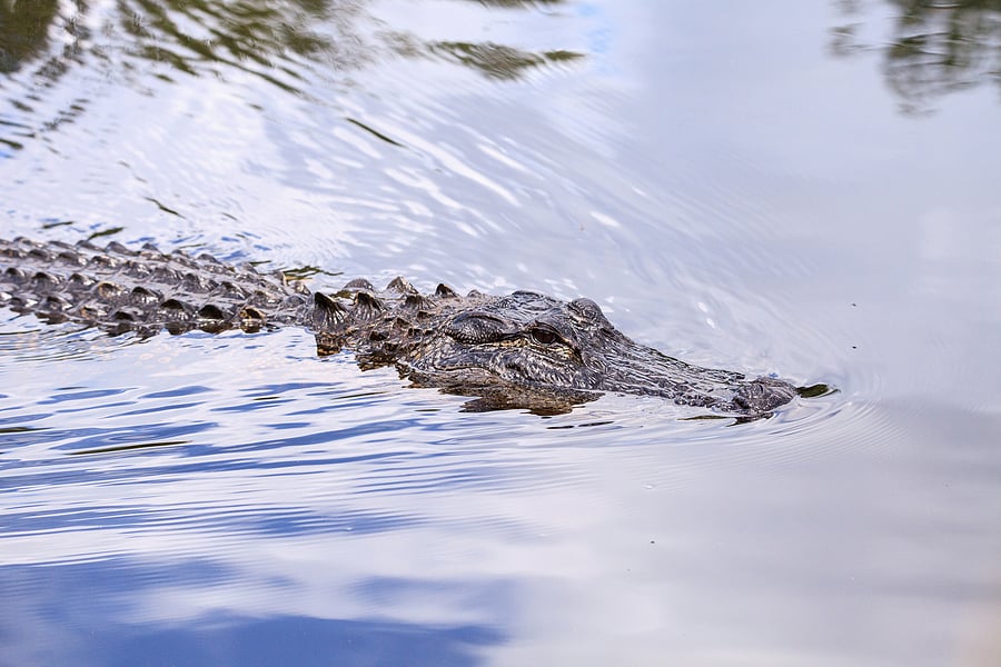 Four Unique Facts about the Florida Everglades